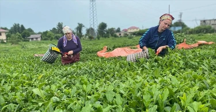 Yüzde 29 arttı! 10,2 milyon dolarlık çay ihracatı