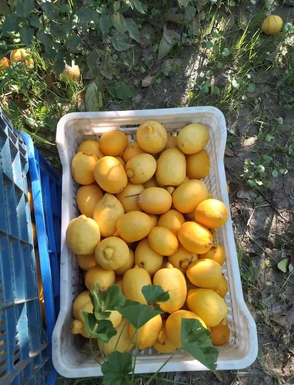 Limon soslarının satışı yasaklandı