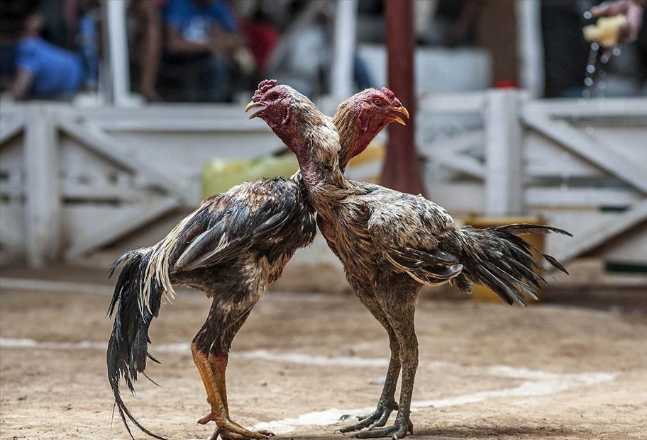 Kuzenler arasında horoz kavgası: 1 ölü 2 yaralı