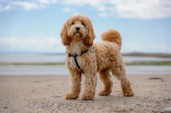 Köpeklerin yaşam süresi “burunlarına” bağlı!