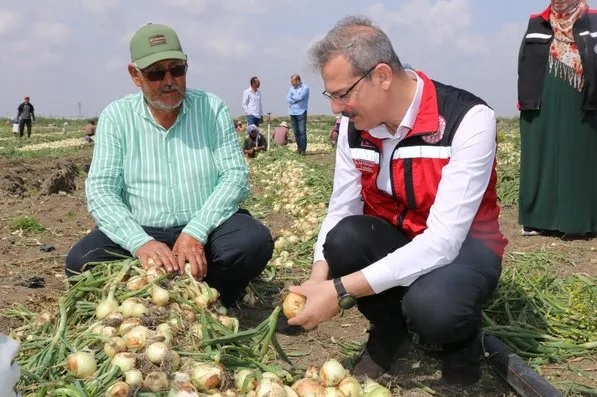 İklim sıcak geçti soğan 15 gün önce hasada geldi!