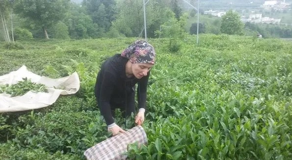 Yaş çay alımları doğu bölgesi ağırlıklı olarak başladı