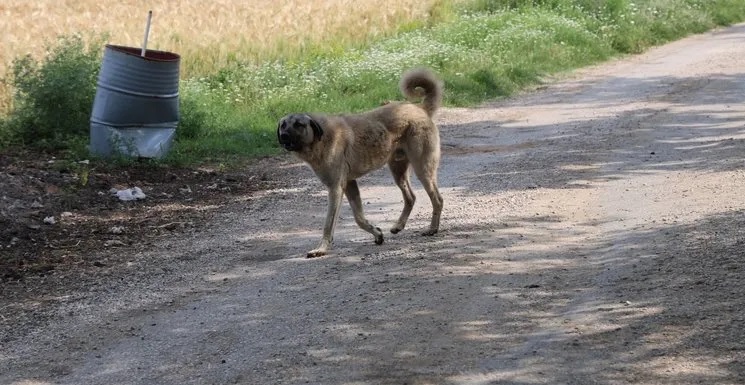 Vali’den belediye başkanlarına talimat: Sokak köpekleri sorununu çözün!