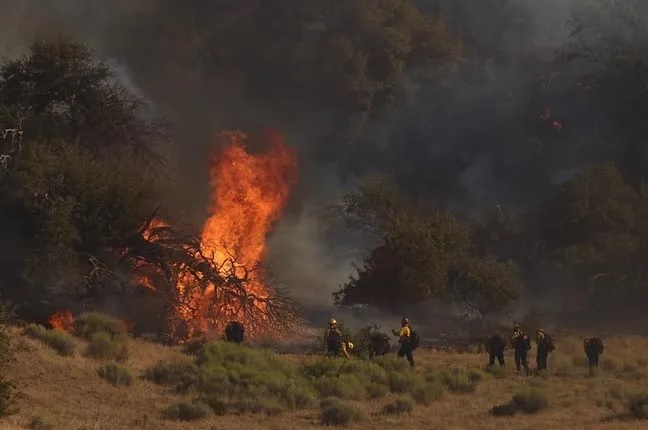 California’da orman yangını: 14 bin 625 dönümlük alan küle döndü