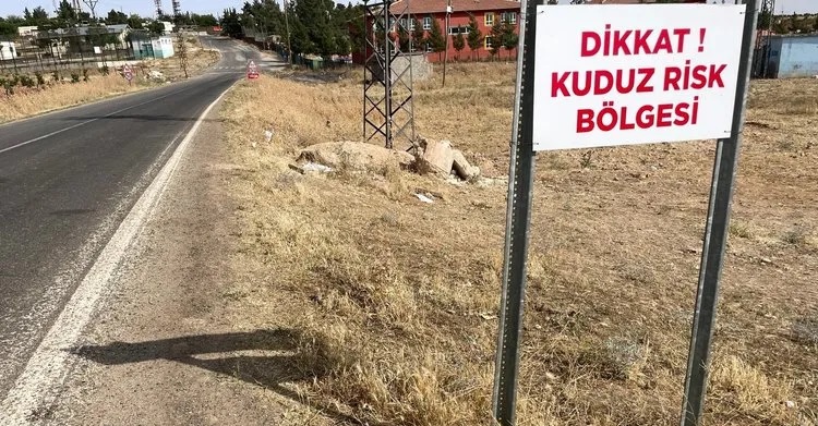 Şanlıurfa’da kuduz köpek alarmı!