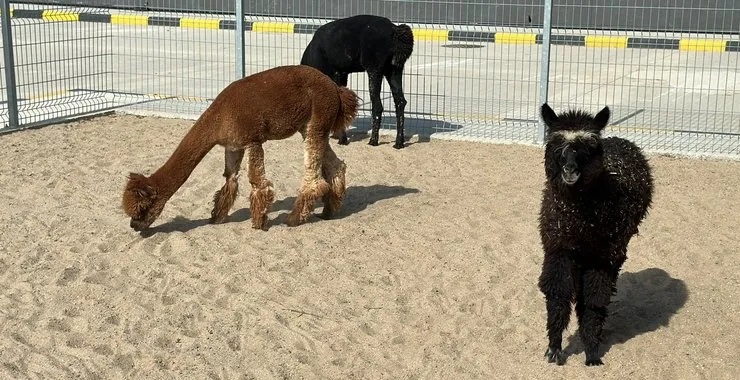 Pazarkule Sınır Kapısı’nda cins hayvanlar ele geçirildi