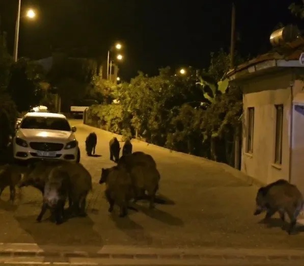 Muğla’da ilginç görüntü: Yaban domuzları merkeze indi!