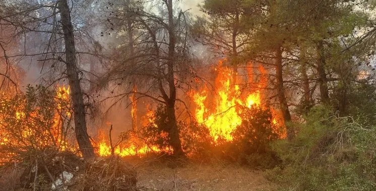 Çanakkale’deki orman yangını kontrol altına alındı