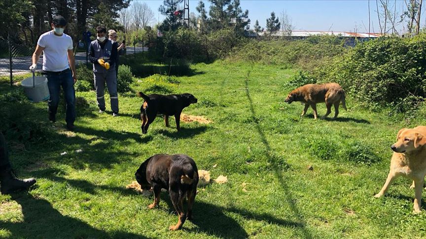 Sokak Hayvanlarının Korunması için Belediye Barınakları: 17 Mart'a Kadar Son
